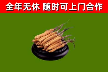 休宁县回收冬虫夏草