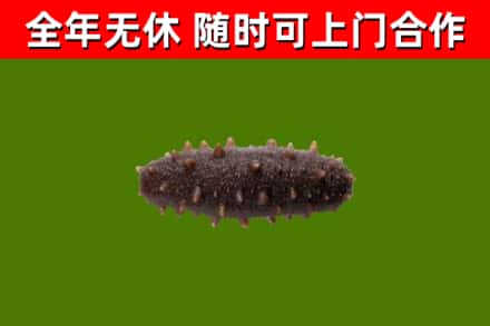 休宁县回收海参干